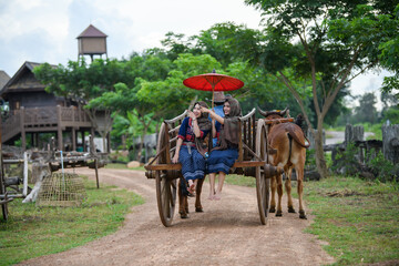 ox carts in Thailand. Farmer woman on ox cow cart.