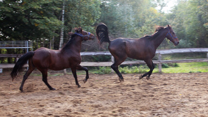 konie w galopie © Lula4ever