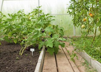 Young plants of eggplant vegetables growing in greenhouse close up, agriculture in Greece