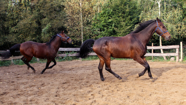 konie w galopie
