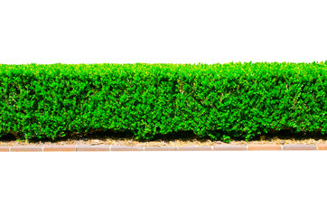 A row of square shaped green Hedge cut tree wall fence with red brick isolated on white background.