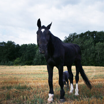 koń, ściernisko, hipoterapia