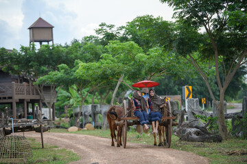 Fototapeta na wymiar ox carts in Thailand. Farmer woman on ox cow cart.