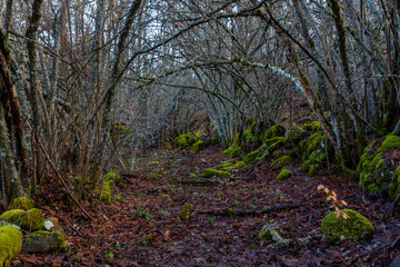 Path through mountain forest in winter, with the detail of a beech bud with its leaves, ground covered with leaves and rocks covered with moss.