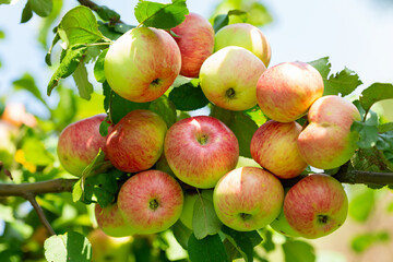 Ripe apples on a tree in a garden