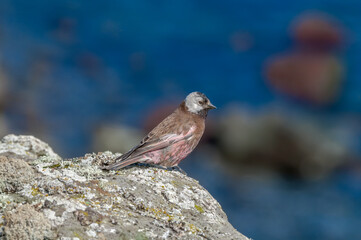 Grey-crowned Rosy-Finch (Leucosticte tephrocotis maxima) St. George Island, Pribilof Islands, Alaska, USA