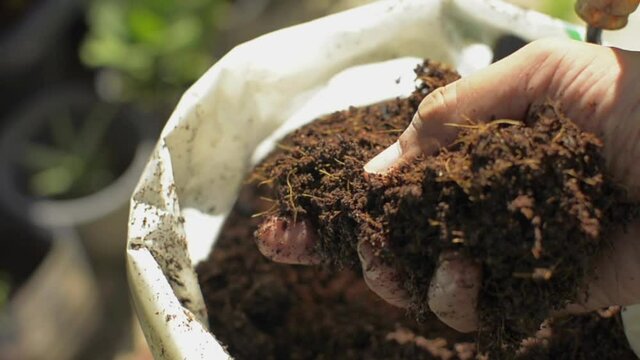 Hand of male gardener holding and touching organic soil from the plastic bag for checking the quality before planting. Natural fertilizer and compost. Agriculture and cultivation concept.