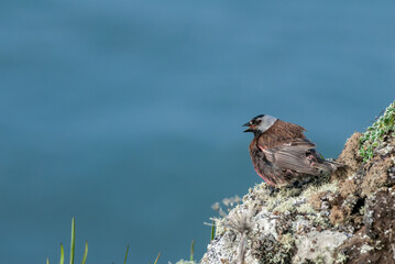 Grey-crowned Rosy-Finch (Leucosticte tephrocotis maxima) St. George Island, Pribilof Islands, Alaska, USA