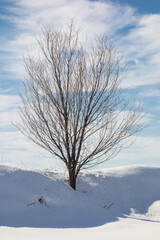 Fototapeta na wymiar Leafless tree in the snow on a cold winter morning.