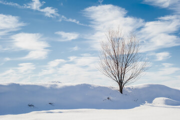 Lonely tree in a snowy landscape with a blue sky with clouds on a cold winter's day.