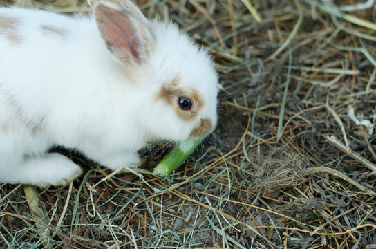 Brown and White French Lop Rabbit eating green selection of plants and herbs outside on a sunny day.