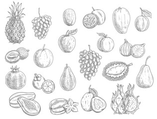Sketch fruits isolated vector icons. Durian, pomegranate and pineapple, peach and papaya farm market or store garden and tropic exotic fruit. Tropical carambola and pitaya, lychee and lemon with grape