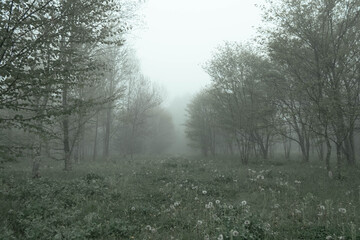 Obraz na płótnie Canvas 木と霧