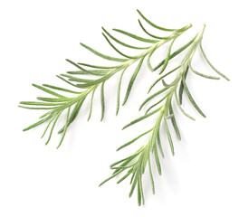 fresh curry plant isolated on white background, top view