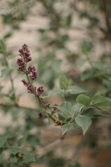 Lilac spring flowers bush branch. Spring flowers series. View of lilac flowers.
