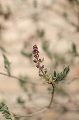 Lilac spring flowers bush branch. Spring flowers series. View of lilac flowers.