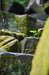 The view of Beng Mealea temple and moss covered stones in Cambodia