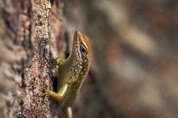 Speckle-lipped Skink - Mabuya maculilabris, beautiful common lizard from African woodlands and...