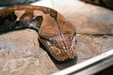 Boa Constrictor snake head close up