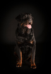 rottweiler in studio