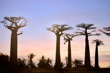 Fototapeten MORONDAVA-MADAGASCAR-OCTOBER-7-2017: Tourismusvölker mit schönen Baobab-Bäumen bei Sonnenuntergang an der Allee der Baobabs in Morondava, Madagaskar © SASITHORN