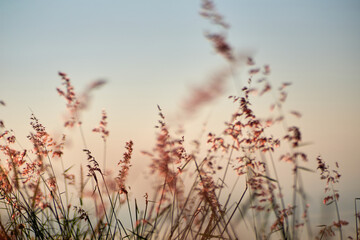 A close-up of the soft grass flowers in the evening