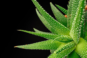 Succulent plant leaves on black background close up