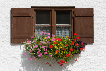 Fototapeta na wymiar Beautiful flowers in the window