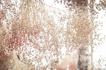 Dried Baby’s Breath flowers (Gypsophila paniculata) images for the background, selective focus. 