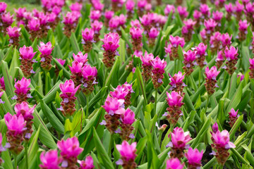 Pink Krachiew flower field, selective focus. A field of fuchsia pink flowers contrasting with green leaves gives a bright color 