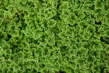Green background image of Garden selaginella.