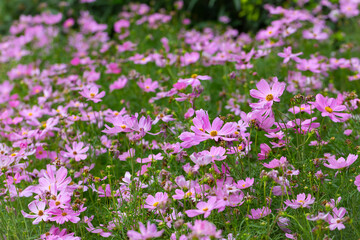 Obraz na płótnie Canvas Cosmos bipinnatus, commonly called the garden cosmos or Mexican aster, is a medium-sized flowering herbaceous plant native to the Americas.
