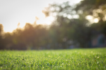 A lawn that receives the sunlight in the morning gives a feeling in the freshest nature. selective...