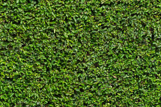 Plant green wall with natural texture in hi resolution, for background.