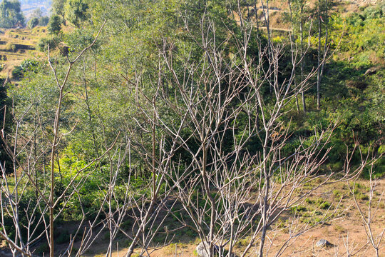 Few Trees and big giant rocks located in the eastern part of Nepal