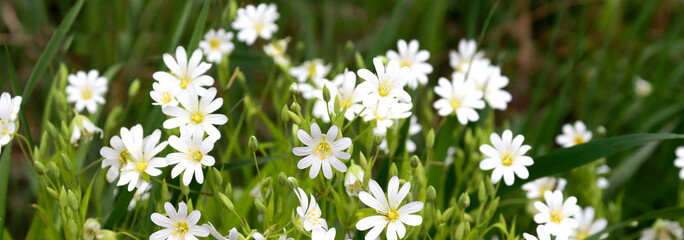 Spring flowering banner background with white wildflowers