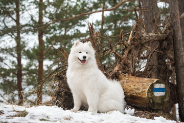 Samoyed white dog is looking into the distance.