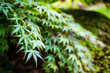 都会の庭園風景