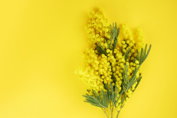 Mimose yellow spring flower brunch on yellow background. Top view