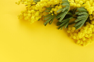 Mimose yellow spring flower brunch on yellow background. Top view