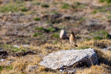 Naklejka na ściany i meble Close up of a young wheatear or Oenanthe oenanthe standing on a rock