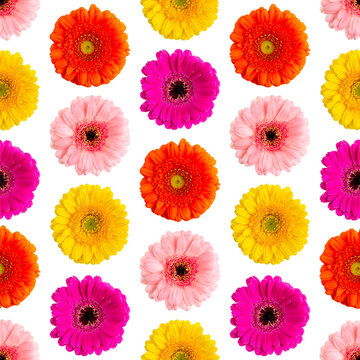 Seamless pattern of colorful gerbera on a white Germini photo converted into a seamless pattern