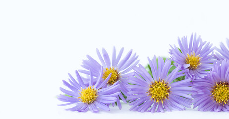 Fototapeta na wymiar Purple flowers of chrysanthemum on light background