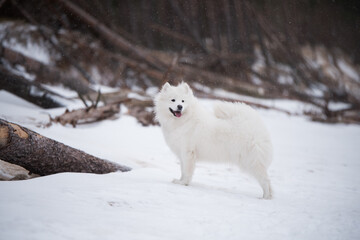 Samoyed white dog is on snow Saulkrasti beach in Latvia