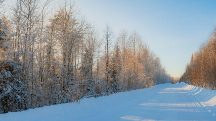 snow covered trees