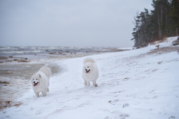 Obraz na płótnie Canvas Two Samoyed white dogs are running on snow beach in Latvia