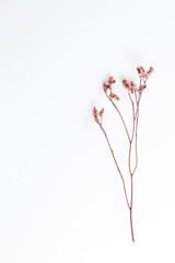 Red sinensis dry flower on white background. flat lay, top view, copy space
