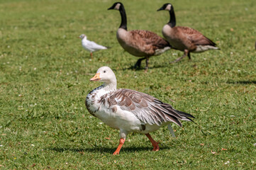 Blue (Anser caerulescens) and Canada (Branta canadensis) Geese  in park, Keil, Schleswig-Holstein, Germany