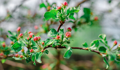 A branch of a blooming apple tree with buds on the background of a blue sky. Natural background, spring concert. 