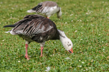 Blue Geese (Anser caerulescens) in park, Keil, Schleswig-Holstein, Germany